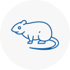 Rat Control Stneots